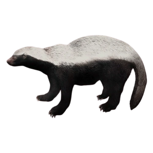 Honey Badger